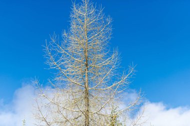 Arka plan beyaz bulutlar ile mavi gökyüzü üzerinde ağaç.