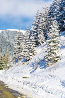 güneşli bir günde kar kaplı dağlar orman 