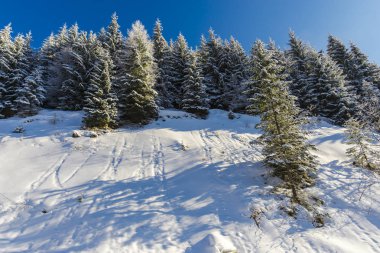 güneşli bir günde kar kaplı dağlar orman 