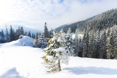 kar kış orman iğne yapraklı ağaçları ile kaplı