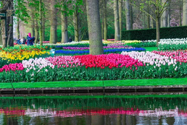 Garden Lake Trees Blooming Fresh Tulips Flowers Netherlands — Stock Photo, Image