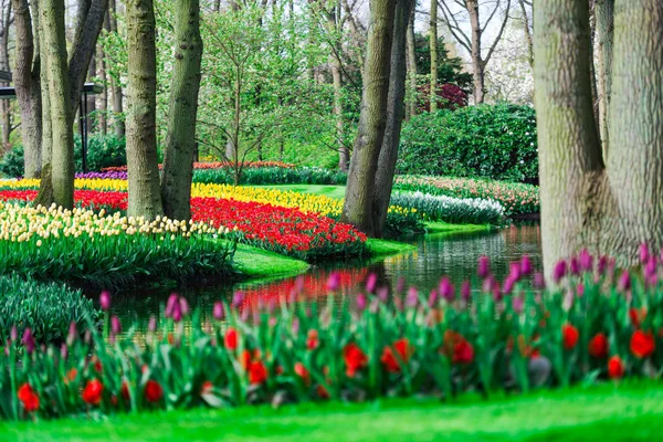 Garden Lake Trees Blooming Fresh Tulips Flowers Netherlands — Stock Photo, Image