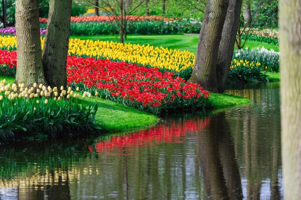 Ogród Jeziorem Drzewami Kwitnącymi Świeżymi Tulipanami Holandia — Zdjęcie stockowe