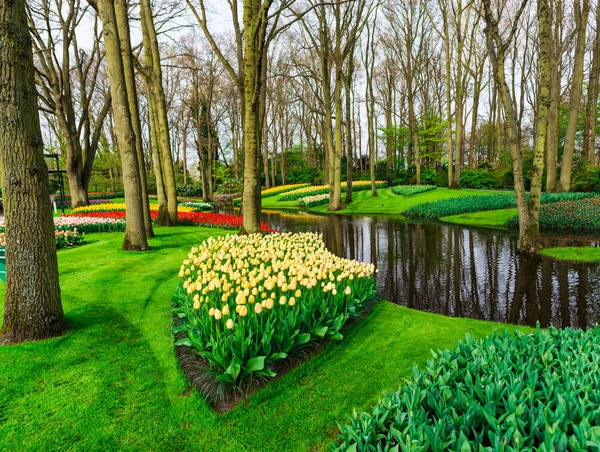 Garden Lake Trees Blooming Fresh Tulips Flowers Netherlands — Stock Photo, Image