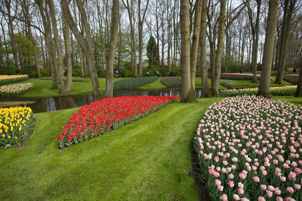 Garden Lake Trees Blooming Fresh Tulips Flowers Netherlands — Stock Photo, Image