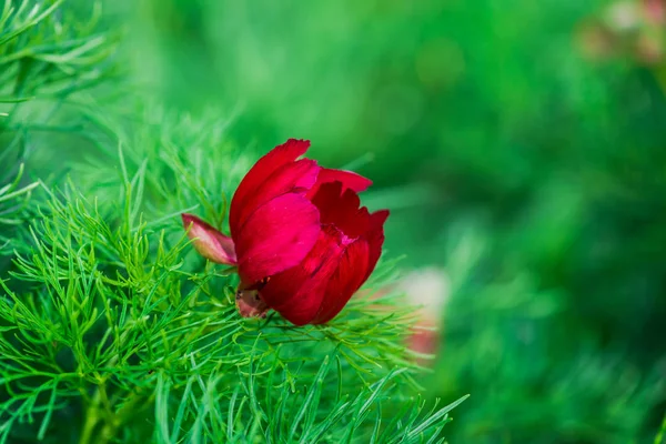 Světle Růžová Květina Přírodní Pozadí — Stock fotografie