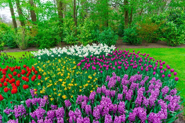 Bunt Wachsende Tulpen Blühen Auf Der Wiese — Stockfoto