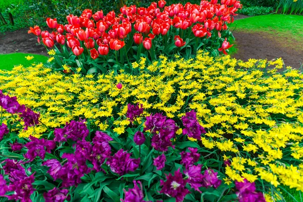 Fresh Tulips Growing Flower Bed — Stock Photo, Image