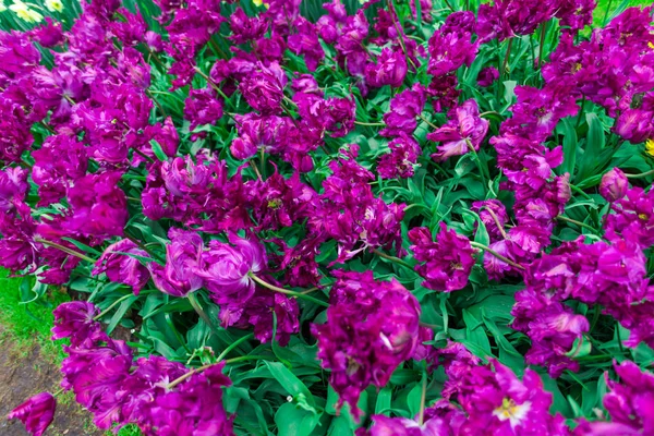 ปสดท บโตบนเต ยงดอกไม — ภาพถ่ายสต็อก