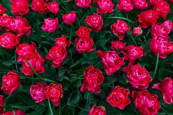 Lale Çiçek Alan Çayırda Büyüyen Kırmızı — Stok fotoğraf