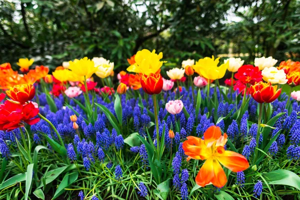 Fresh Tulips Growing Flower Bed — Stock Photo, Image