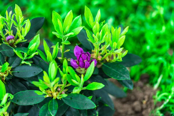 Fechar Vista Das Flores Que Crescem Canteiro Flores — Fotografia de Stock