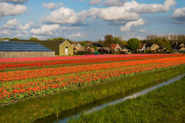 Tulpenblüten Auf Feldwiese Dorfhäuser Auf Dem Land — Stockfoto
