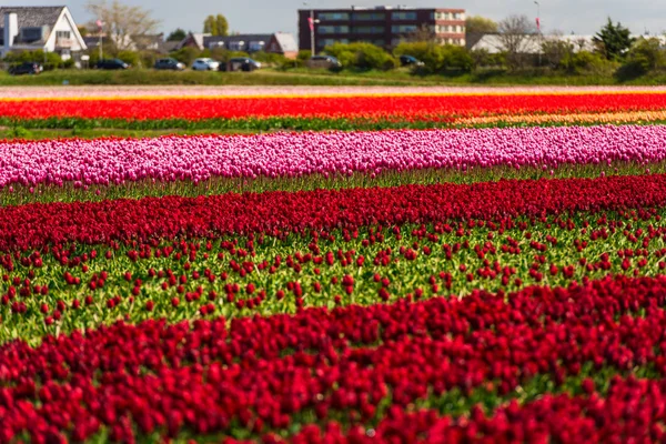 Anbau Von Tulpen Blumen Feld Keukenhof Garten Von Europa — Stockfoto