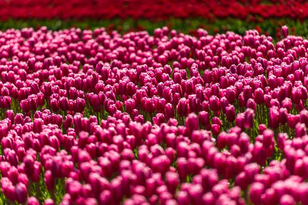 tarlada taze bahar lale çiçekler büyüyen pembe 