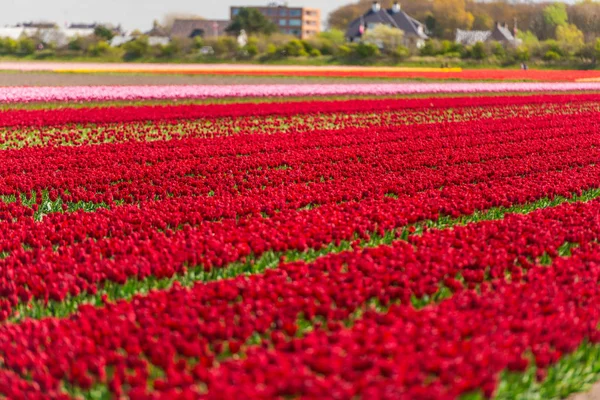 Voksende Blomstereng Med Røde Tulipanblomster Keukenhof Garden Europe – stockfoto