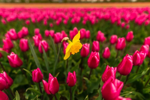 Tulipani Rosa Fiori Campo Giallo Narciso Poeticus — Foto Stock