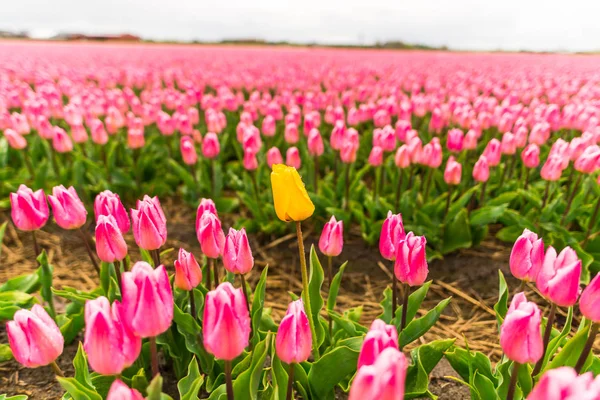 Fiori Tulipani Rosa Campo Prato — Foto Stock