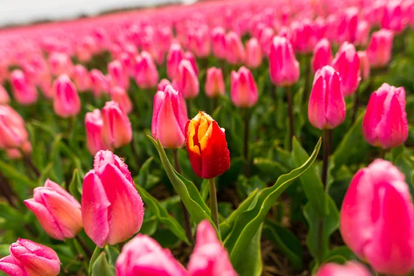 Рожеві Квіти Тюльпанів Польовому Лузі — стокове фото