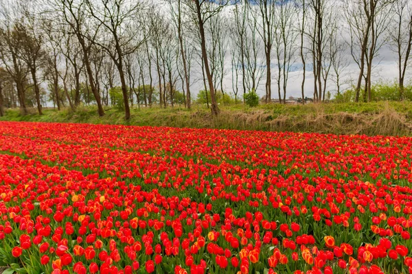 Rot Wachsende Tulpen Blühen Auf Der Wiese — Stockfoto