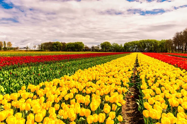 Barevné Rostoucí Květiny Tulipány Poli Louka — Stock fotografie