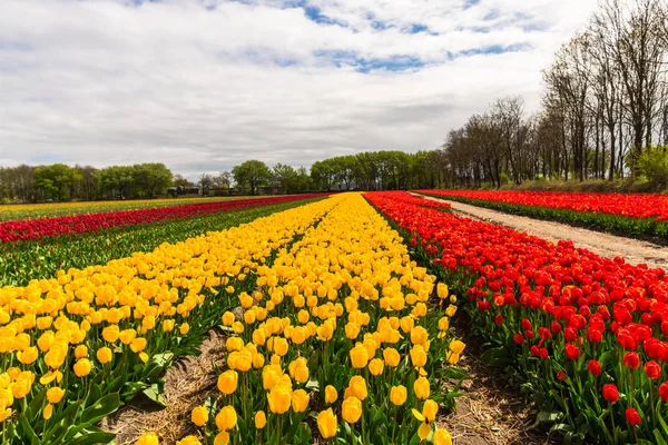 Kleurrijke Groeiende Bloemen Van Tulpen Veld Weide — Stockfoto