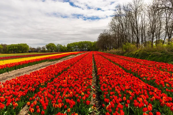 Tulipanes Brillantes Flores Jardín Plantación Campo Países Bajos — Foto de Stock
