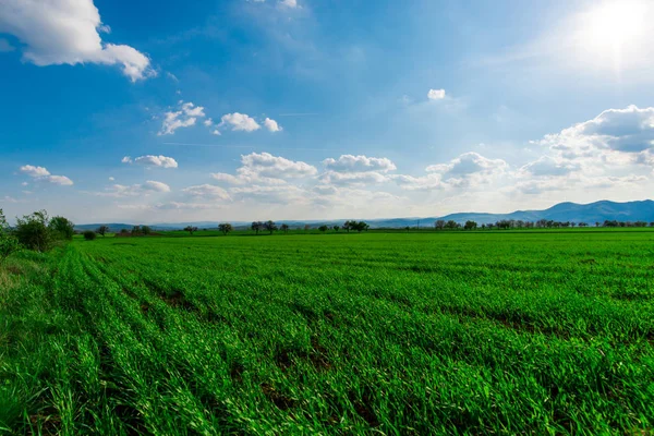 Paisaje Campo Primavera Fresca Fondo Natural — Foto de Stock