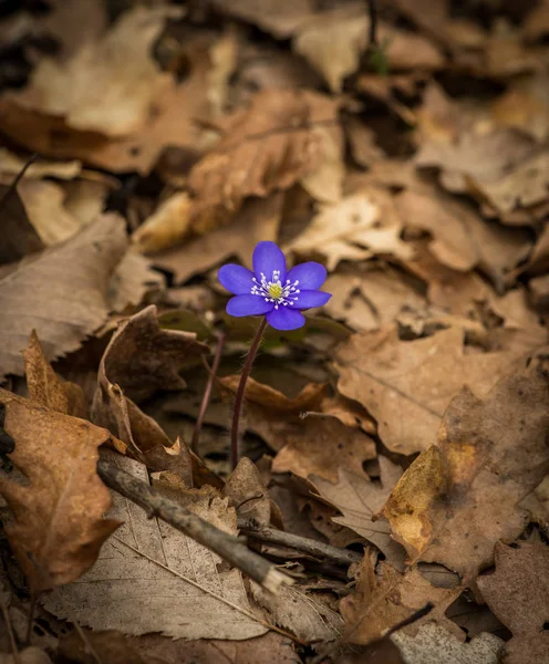 Crescente Flor Violeta Chão Floresta Com Folhas Secas Marrons — Fotografia de Stock