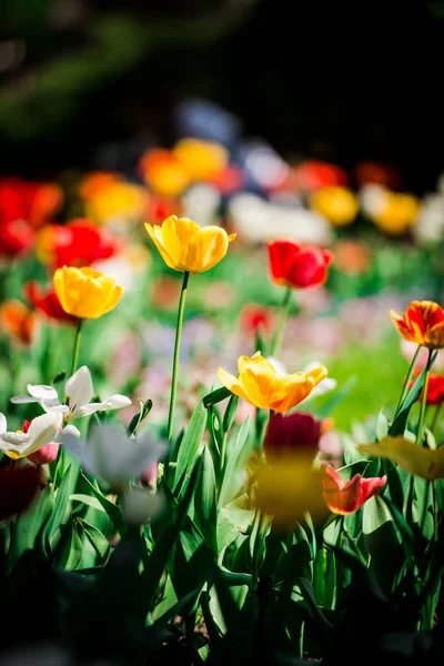 Bunte Tulpen Auf Dem Blumenbeet — Stockfoto