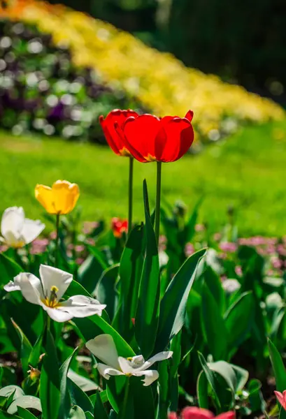 Bunte Tulpen Auf Dem Blumenbeet — Stockfoto