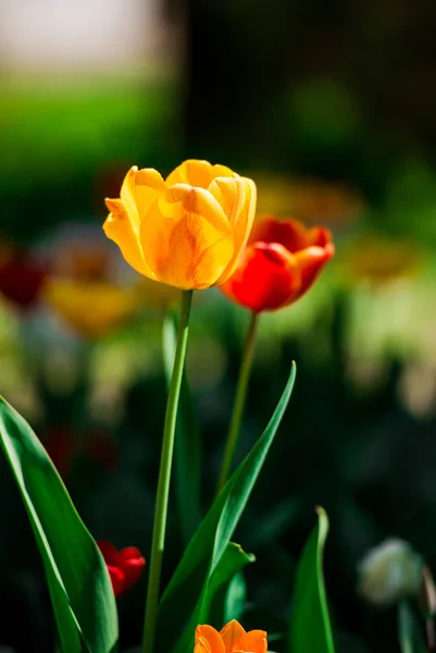 Bunte Tulpen Auf Dem Blumenbeet — Stockfoto