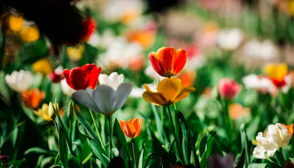 Bunte Tulpen Auf Dem Blumenbeet — Stockfoto
