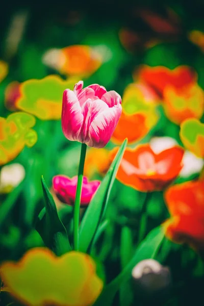 Яркие Цветные Тюльпаны Клумбе — стоковое фото