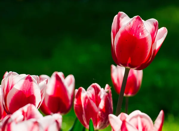 Яркие Цветные Тюльпаны Клумбе — стоковое фото