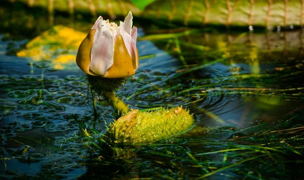 Lotus Flower Bud Wide Green Leaves River — Stock Photo, Image