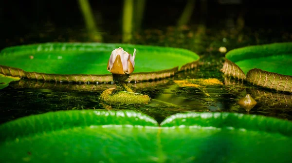 Lotusblütenknospe Mit Breiten Grünen Blättern Fluss — Stockfoto