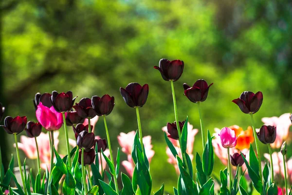 Bunte Tulpen Auf Dem Blumenbeet — Stockfoto