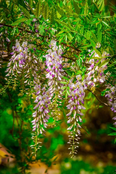 Fioritura Acacia Albero Con Mazzi Fiori Appesi — Foto Stock