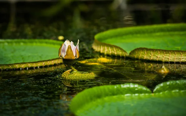 Blühende Zarte Blumen Natürlicher Hintergrund — Stockfoto