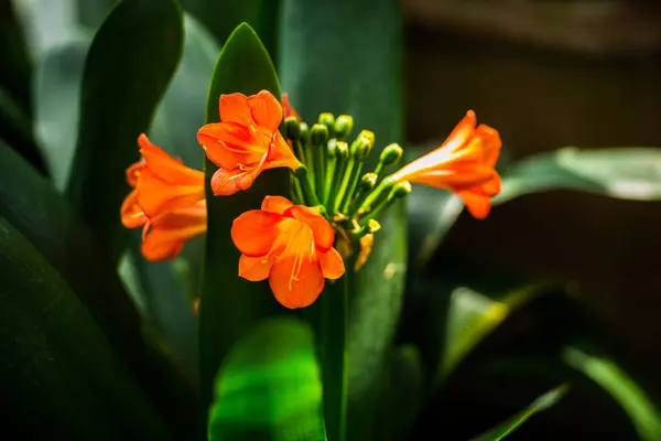 Flores Cor Laranja Com Folhas Verdes Largas — Fotografia de Stock