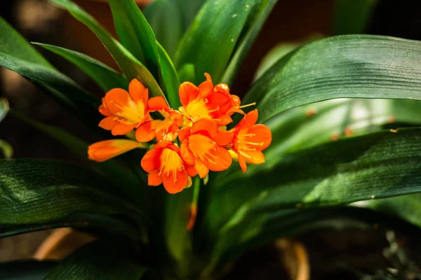 Pomarańczowe Kwiaty Szerokich Zielonych Liści — Zdjęcie stockowe