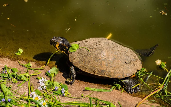 Cute turtle resting at pond