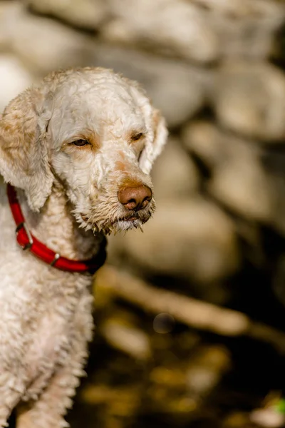 Крупним Планом Портрет Собаки Калюжі Червоним Коміром — стокове фото