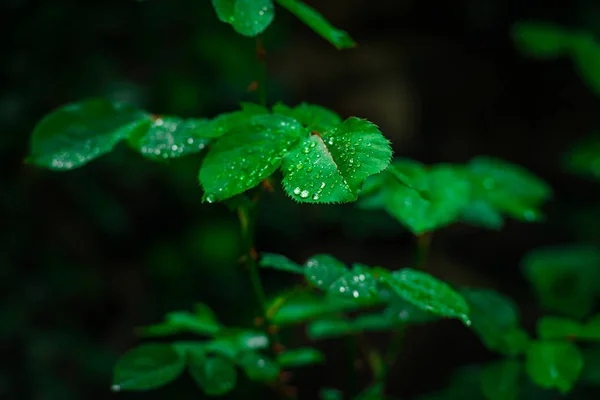 Зеленые Листья Розы Темном Фоне — стоковое фото