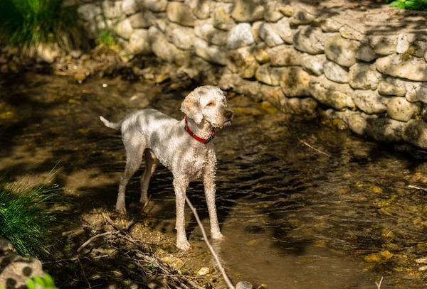 Портрет Лужной Собаки Красным Воротником — стоковое фото