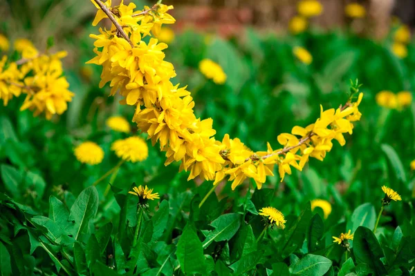 在绿草中的黄色花朵和蓬松的蒲公英的布什 — 图库照片