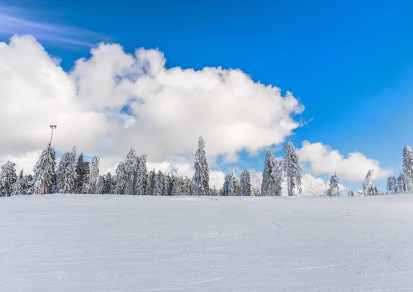 Bosque Coníferas Nevadas Montaña — Foto de Stock