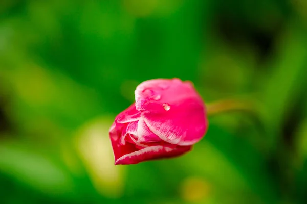 Světle Růžový Tulipán Kapkami Vody — Stock fotografie