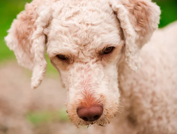 Sevimli Kaniş Köpek Oynarken Dışarıda — Stok fotoğraf